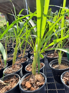 Orquídea Sumaré (Cyrtopodium punctatum)