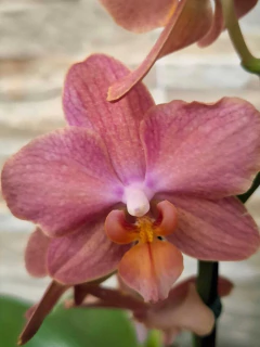 Phalaenopsis Treviso - loja online