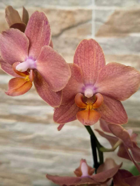 Phalaenopsis Treviso
