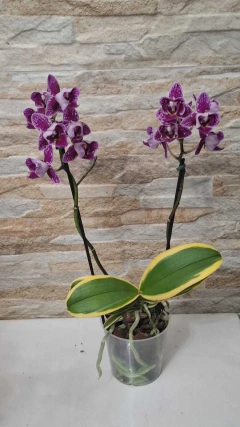 Phalaenopsis Hornglin Vicky 'Magic Leaf' variegata pelórica - Orquidário Hortolândia