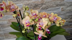 Phalaenopsis El Paso variação - comprar online