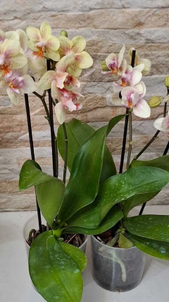 Phalaenopsis Chad Semi pelórica - Orquidário Hortolândia