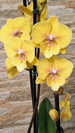 Phalaenopsis Manta Palau na internet