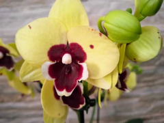 Phalaenopsis Talking Drum