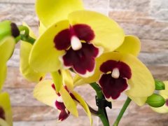 Phalaenopsis Talking Drum - Orquidário Hortolândia