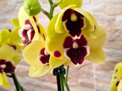 Phalaenopsis Talking Drum - loja online