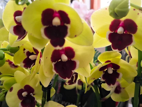 Phalaenopsis Talking Drum