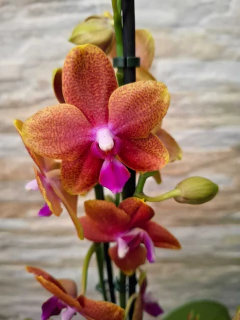 Phalaenopsis Bronze Budha Perfumada - comprar online