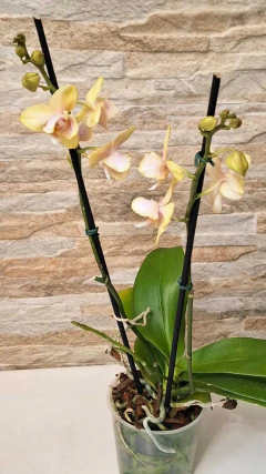 Phalaenopsis Bolgheri Lemon Pelórica/Trilabelo