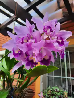 Adubo Orgânico MCL 150g - Orquidário Hortolândia