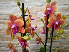 Imagem do Phalaenopsis Bronze Budha Perfumada