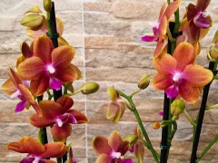 Phalaenopsis Bronze Budha Perfumada - loja online