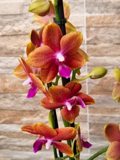 Phalaenopsis Bronze Budha Perfumada - Orquidário Hortolândia