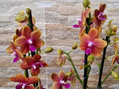 Phalaenopsis Bronze Budha Perfumada