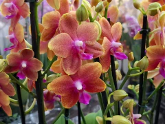 Phalaenopsis Bronze Budha Perfumada na internet