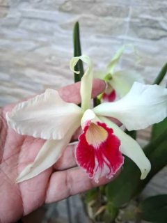 Laelia Purpurata Carnea Cereja - loja online