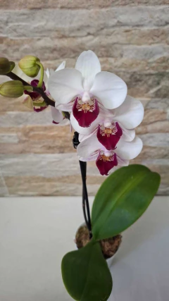 Phalaenopsis Sweet - loja online