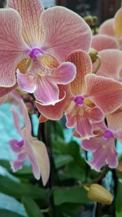 Phalaenopsis Harck Mermaid na internet