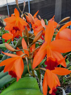 Imagem do Adubo Orgânico MCL 150g