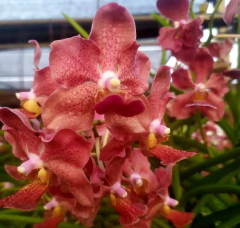 Adubo Orgânico MCL 500g