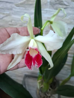 Laelia Purpurata Carnea Cereja - Orquidário Hortolândia