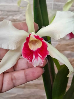 Laelia Purpurata Carnea Cereja - comprar online