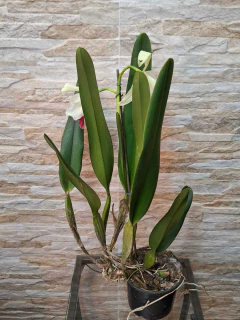 Imagem do Laelia Purpurata Carnea Cereja