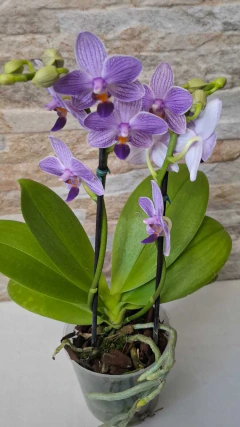 Phalaenopsis Lioulin Blue Parrot x LL Purple Beta na internet
