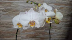 Phalaenopsis Marvellous White - comprar online