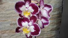 Phalaenopsis Be Happy - comprar online