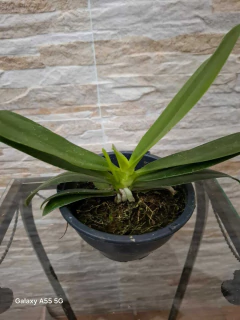 Imagem do Phalaenopsis Cornu Cervi Red x Jungle