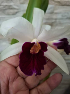 Imagem do Laelia Purpurata Roxo ou Vinho