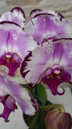 Phalaenopsis Momilani - Orquidário Hortolândia