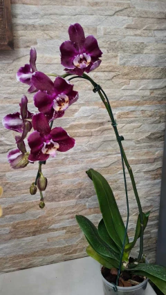 Phalaenopsis Exótica Cerosa