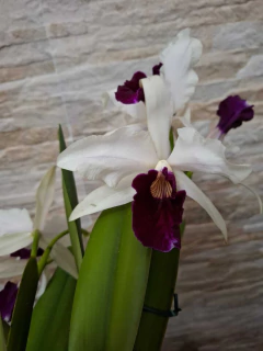 Laelia Purpurata Roxo ou Vinho