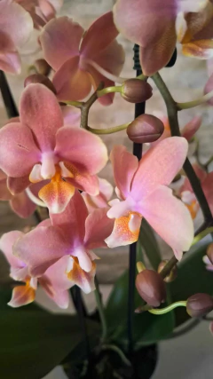 Phalaenopsis Odorion - loja online
