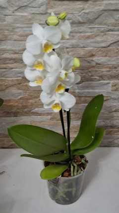 Imagem do Phalaenopsis Cloud Busters