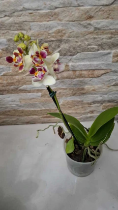 Phalaenopsis Confetio pelórica/trilabelo - comprar online