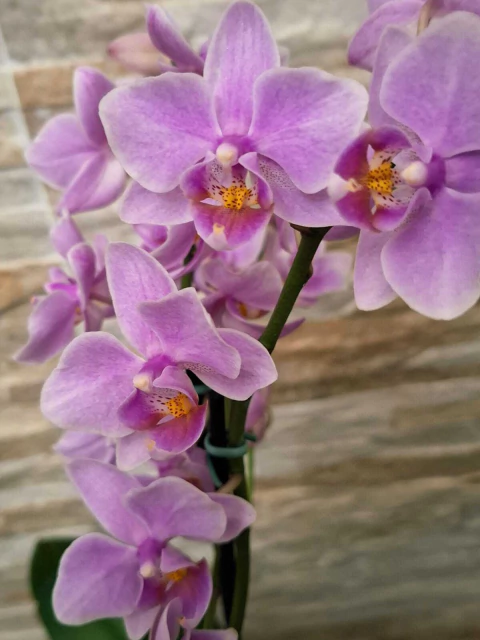 Phalaenopsis Rosanna - comprar online
