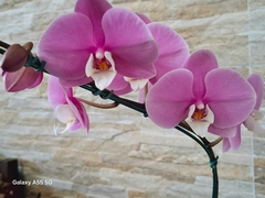 Phalaenopsis Taisuco Anna - comprar online