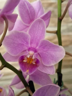 Phalaenopsis Rosanna - loja online