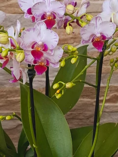 Phalaenopsis Younghome Pure Ballet (Striata Marginata) - loja online