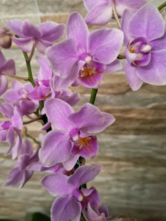 Phalaenopsis Rosanna - Orquidário Hortolândia