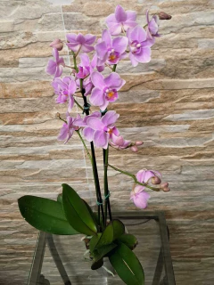 Phalaenopsis Rosanna
