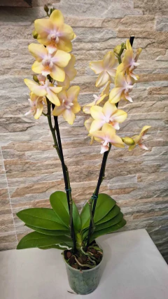 Phalaenopsis Bolgheri Lemon (Perfumada) - loja online
