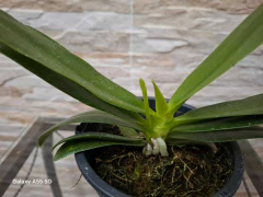 Phalaenopsis Cornu Cervi Red x Jungle