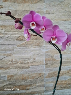 Phalaenopsis Taisuco Anna - loja online