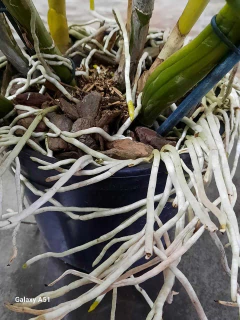 Imagem do Adubo Orgânico MCL 150g