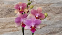 Phalaenopsis Summersong na internet