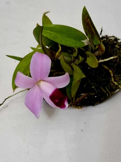 Laelia Pumila tipo - loja online